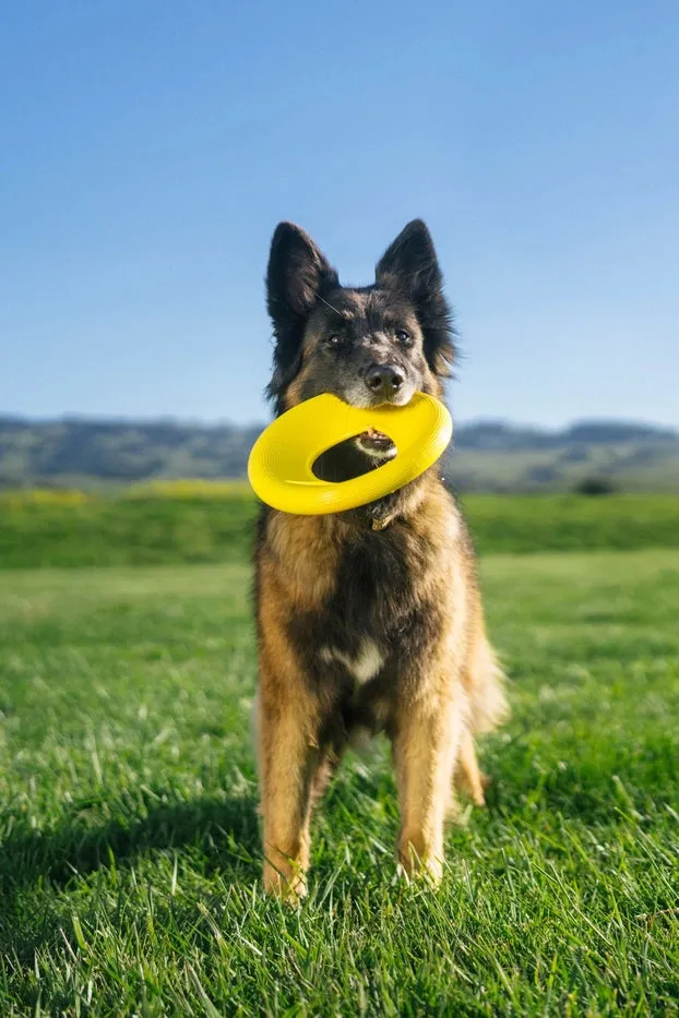 Earth Rated Rubber Flyer Dog Toy