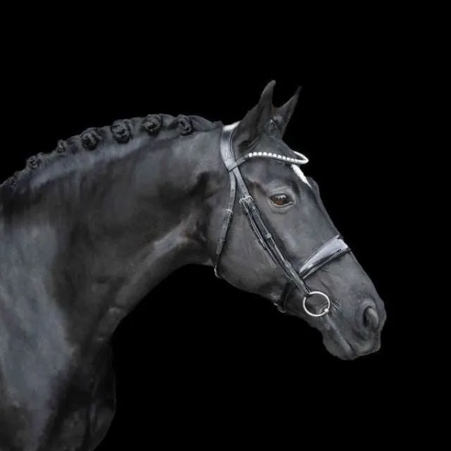 Lumiere Alison Premium Padded Bridle (L14903)