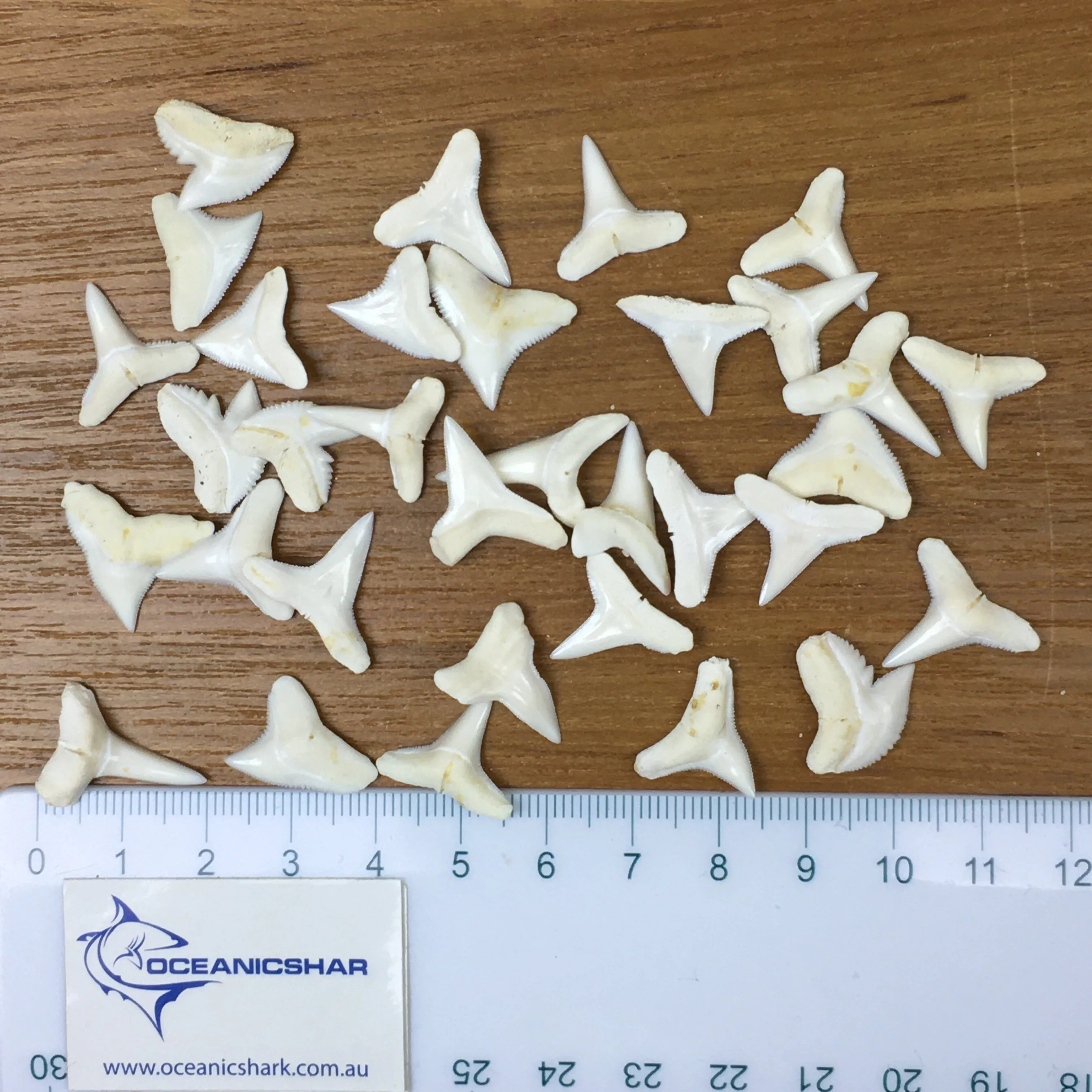 Shark Teeth LT2
