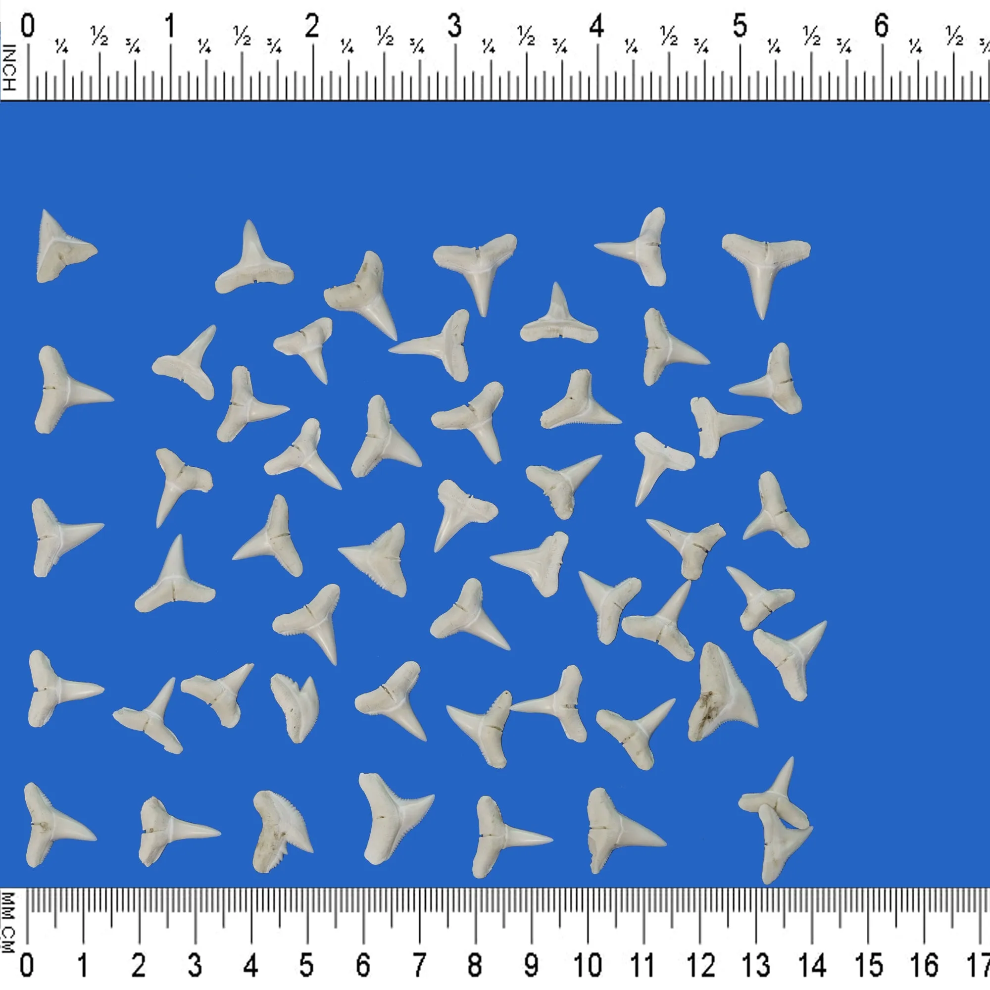 Shark Teeth LT2